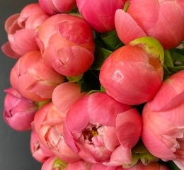 Пион Корал Шарм Пион Корал Шарм